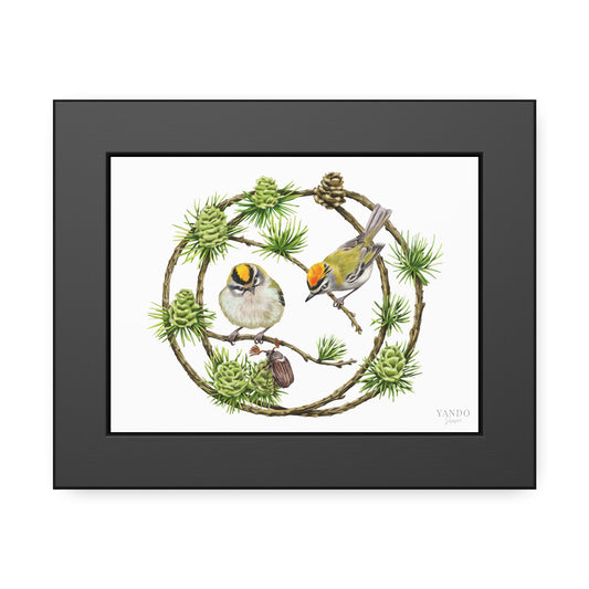 Fine art Druck gerahmt – Goldhähnchen