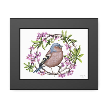 Fine art Druck gerahmt – Buchfink