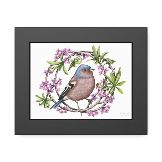 Fine art Druck gerahmt – Buchfink