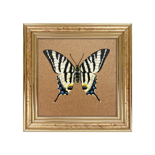 Handgemaltes Original Segelfalter Schmetterling