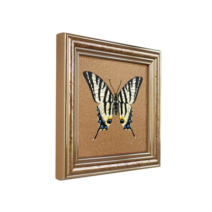 Handgemaltes Original Segelfalter Schmetterling